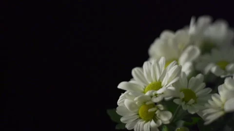 Large daisies on black background Video stock 137171111