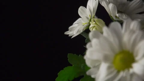 Large daisies on black (pull focus) Video stock 137165559