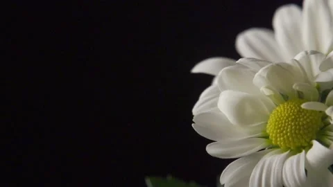 Large daisies on black (pull focus) Video stock 137165562