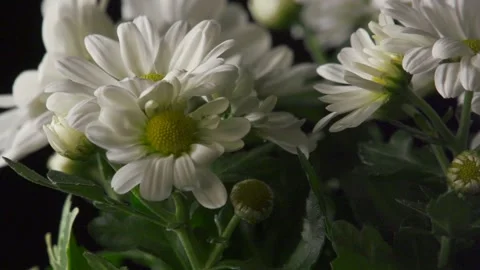 Large daisies on black (pull focus) Video stock 137165564