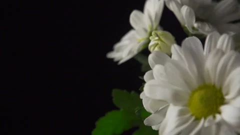 Large daisies on black (pull focus) Video stock 137165567