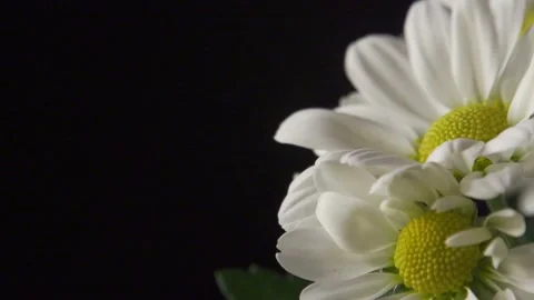 Large daisies on black (pull focus) Video stock 137167676