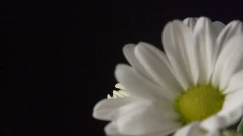 Large daisies on black (pull focus) Video stock 137167677