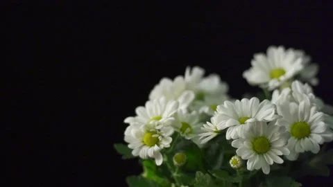 Large daisies on black (pull focus) Video stock 137167678