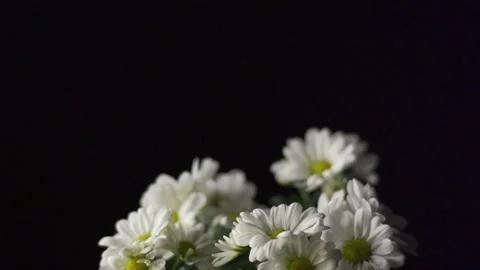 Large daisies on black (pull focus) Video stock 137170218