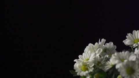 Large daisies on black (pull focus and pan) Video stock 137170227