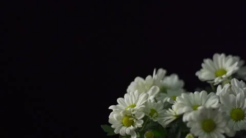 Large daisies on black (static) Video stock 137170205