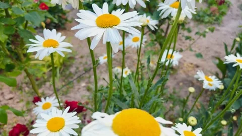 Large Daisies Blooming in the Spring Garden Stock Footage 315670485