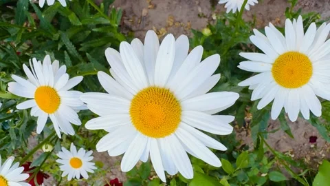 Large Daisies Blooming in the Spring Garden Stock Footage 315670507