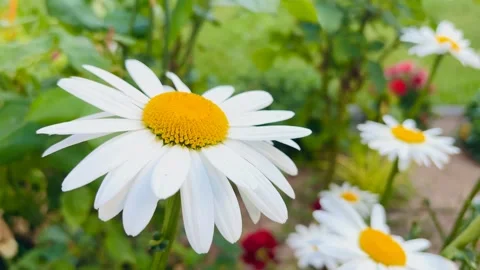 Large Daisies Blooming in the Spring Garden Stock Footage 315670510