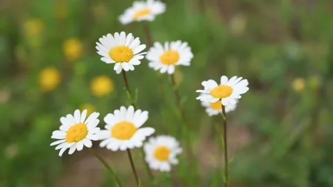Large daisies blow in the wind in close-up Stock Footage 132281958