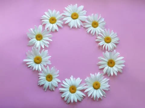 Large daisies lined up in a circle on a pink background. Frame for text. copy Stock Photos