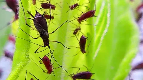 Large Daisy Aphids Feed Under a Sunchoke Leaf, 4k Vídeo Stock 341630701