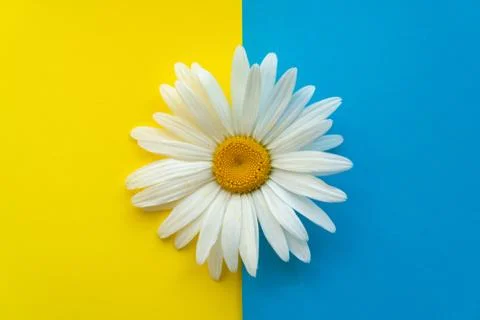 Large daisy closeup on a colored background. The concept of summer Stock Photos