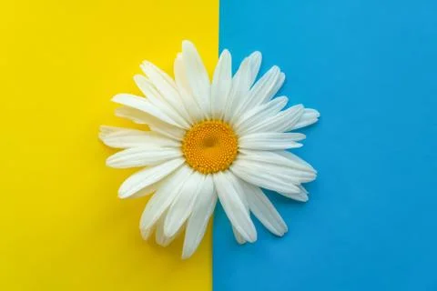 Large daisy closeup on a colored background. The concept of summer Fotos Stock