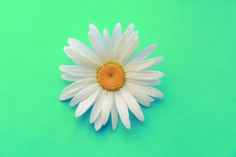 Large daisy closeup on mint background. The concept of summer Fotos Stock