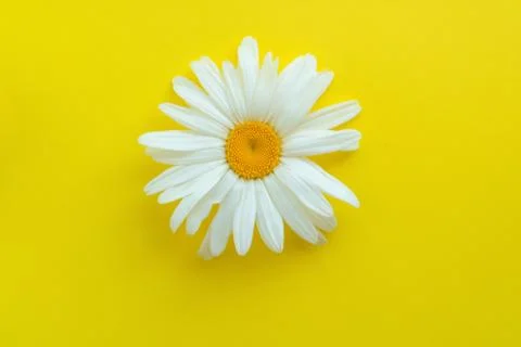 Large daisy closeup on a yellow background. The concept of summer Fotos Stock