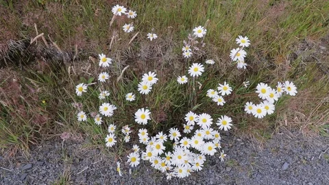 Large daisy flowers blowing in the wind in Powys, mid Wales. Stock Footage 117180940