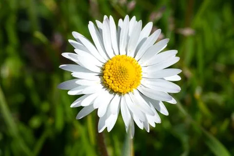 Large daisy in praimavera Stock Photos