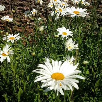 Large daisy type flowers in a summer garden Stock Photos