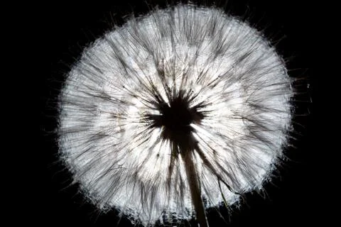 Large dandelion on a black background Stock Photos