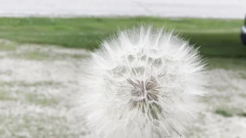 Large Dandelion Closeup HD Stock Footage 250369201