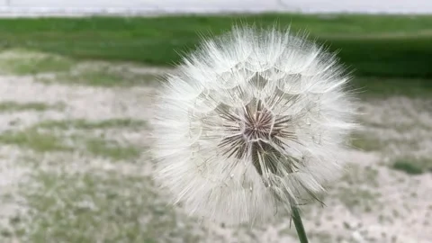 Large Dandelion Closeup HD Stock Footage 250369254