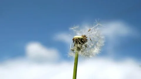 A large dandelion developing in the wind. Dandelion in the background of the Video stock 201406959