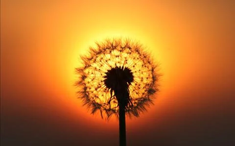 Large dandelion in the evening sun Stock-Fotos