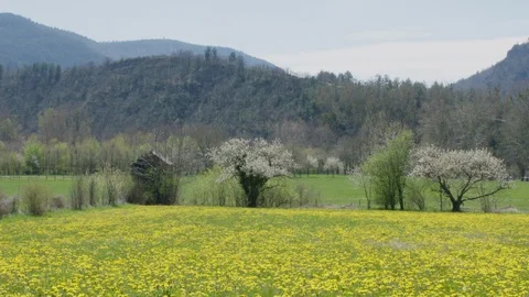 Large dandelion meadow with mountain in the background Stock Footage 128739373