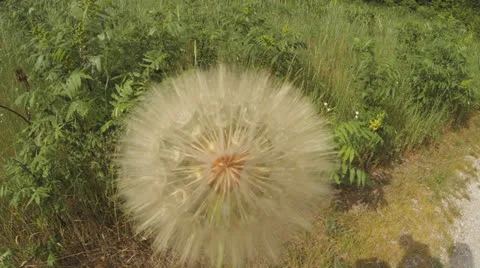 Large Dandelion Seed Head, Closeup Stock Footage 25631059