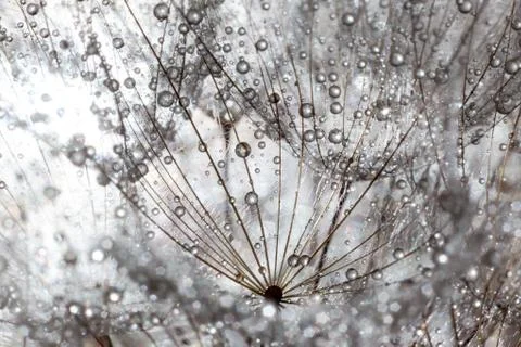 Large dandelion in water droplets close up Stock Photos
