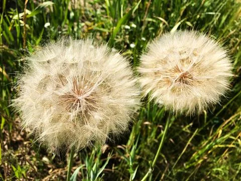 Large dandelions in the grass. Stock Photos