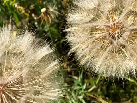 Large dandelions in the grass. Stock Photos
