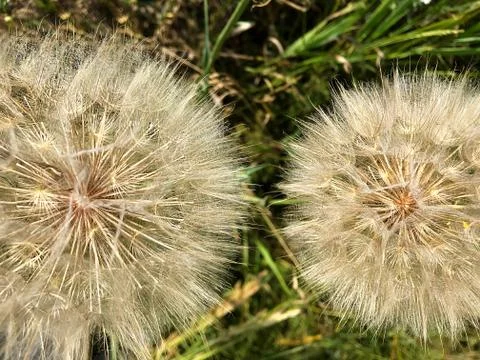Large dandelions in the grass. Stock Photos