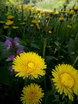 Large dandelions. Stock Photos