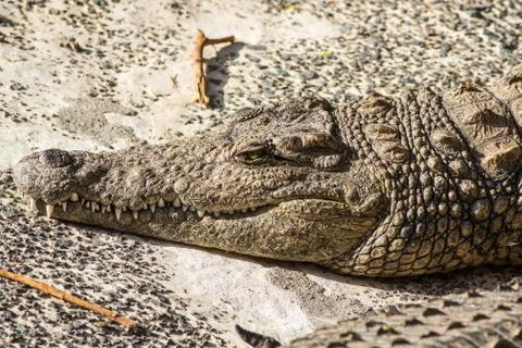 A large dangerous Crocodile Stock Photos