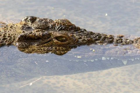 A large dangerous Crocodile Stock Photos