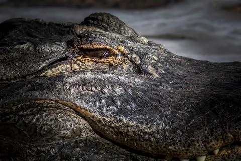 A large dangerous Crocodile Stock Photos