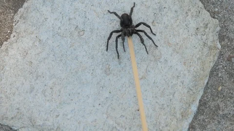 Large dangerous tarantula attacks to bite when provoked Video stock 103636846