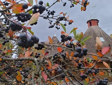 Large dark berries on the branches Stock Photos