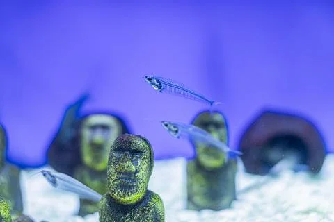 Large dark blue fish, lighter blue smaller fish, underwater scene, swimming.. 스톡 사진