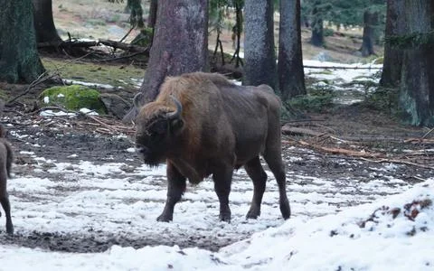 A large, dark brown bison standing in a forest clearing. Stock Photos