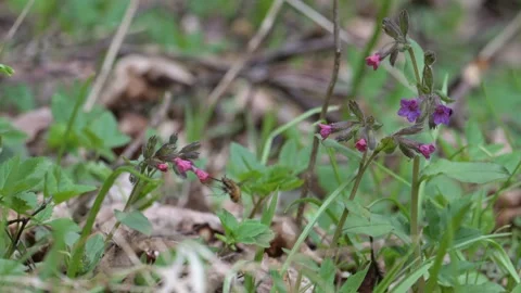 Large dark-edged, or greater bee-fly (Bombylius major) feeding and pollinating Stock-Footage 337404864