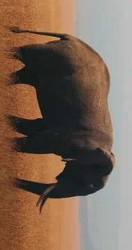A large, dark elephant is walking through a sandy, desert-like landscape Stock Photos