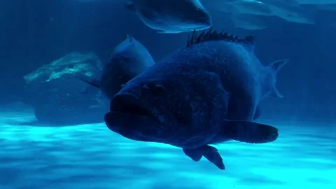 A large, dark fish sits calmly under the sea Stock Footage 259643531