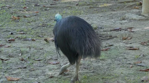 Large dark flightless cassowary bird walking on dirt forest floor Stock Footage 334828982