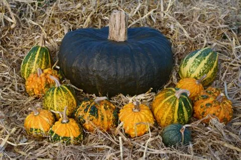 Large dark green squash surrounded by warted gourds Stock Photos