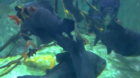 Large dark pacu fish and striped clown loaches swimming together Vídeos de archivo 335089516