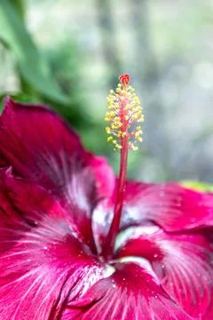 Large dark red bloom of a black dragon variety of hibiscus flower Stock Photos